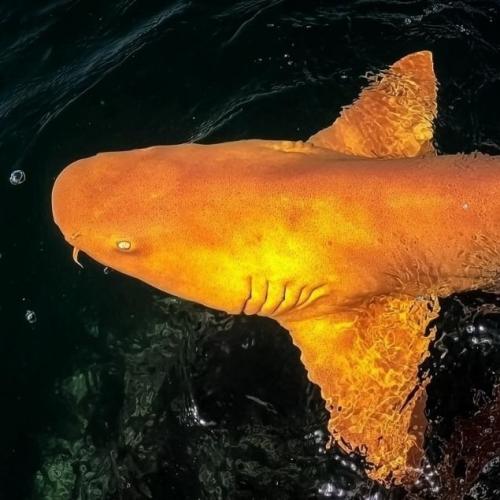 Первая в мире оранжевая акула. 01