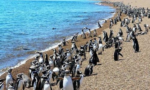 Полуостров вальдес этот полуостров на атлантическом побережье Аргентины называют сплошным зоопарком под открытым небом. 01