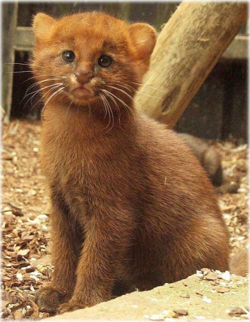 Ягуарунди - скрытные хищники центральной Америки, генетически являющиеся Маленькой Пумой размером с домашнюю кошку. 07