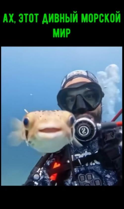 Ах, этот удивительный и прекрасный подводный мир! 01