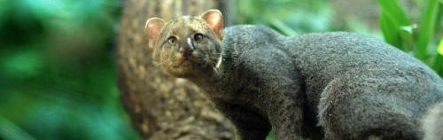 Ягуарунди - скрытные хищники центральной Америки, генетически являющиеся Маленькой Пумой размером с домашнюю кошку. 05