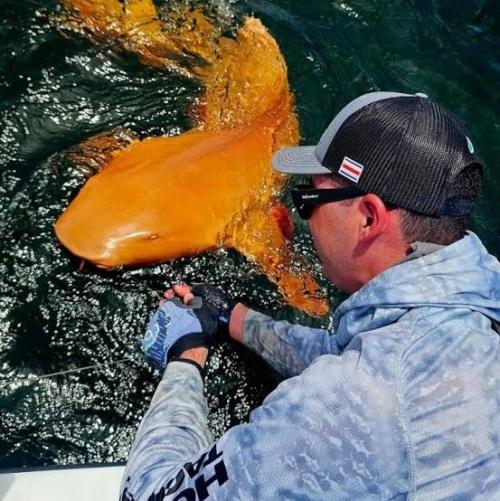 Первая в мире оранжевая акула.

