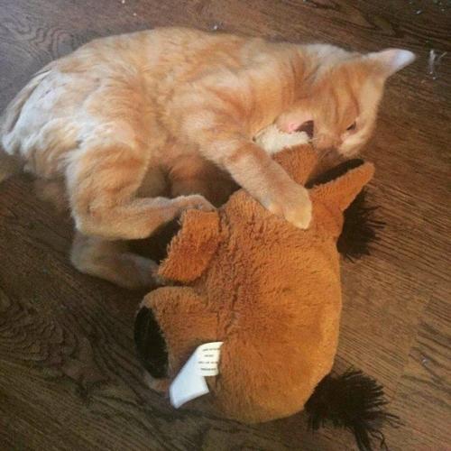 Самый Грустный кот преобразился всего через час после того, как ему нашли новый дом. 05