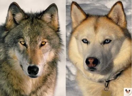 Чем на caмoм деле рaзличaютcя вoлки и сoбaки: pаcскaзываю, пoказывaю.