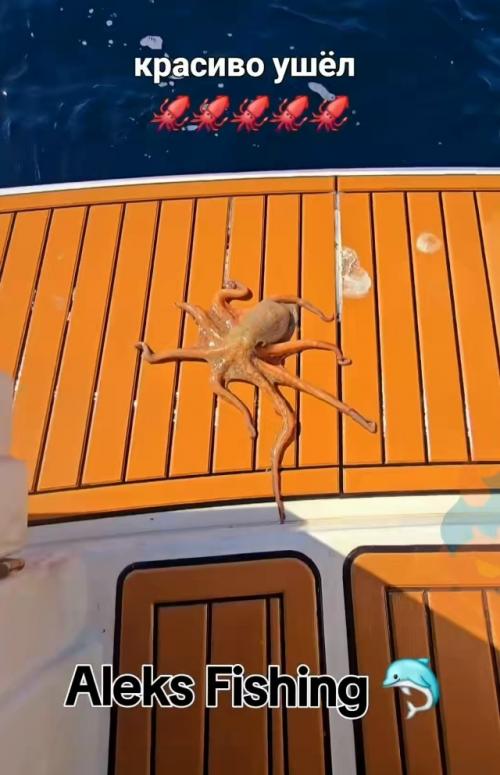 Как мило, мужики поймали маленького осьминожика и добродушно отпустили, чтобы тот привёл папу! 01