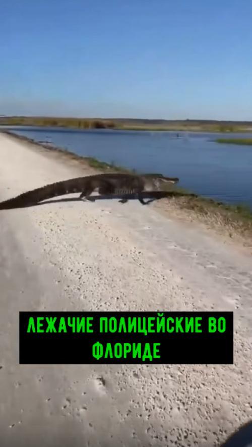 Зубастый лежачий полицейский! 

