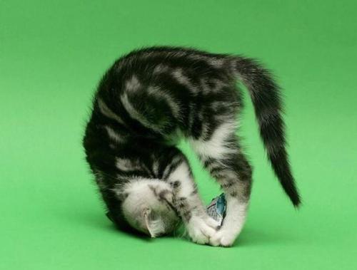 10 животных, которые занимаются йогой лучше, чем вы. 08