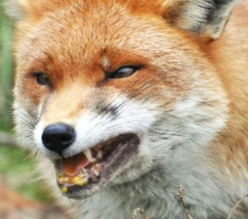 Бешенство: болезнь, которая не даёт вторых шансов.

