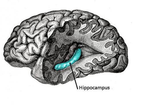 Как работает эффект дежавю.