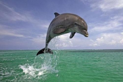 Иногда дельфины пытаются спасти тонущих людей.  