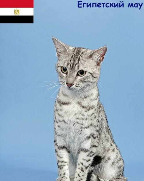 Некоторые породы кошек и родины их происхождения. 08 Некоторые породы кошек и родины их происхождения. 08