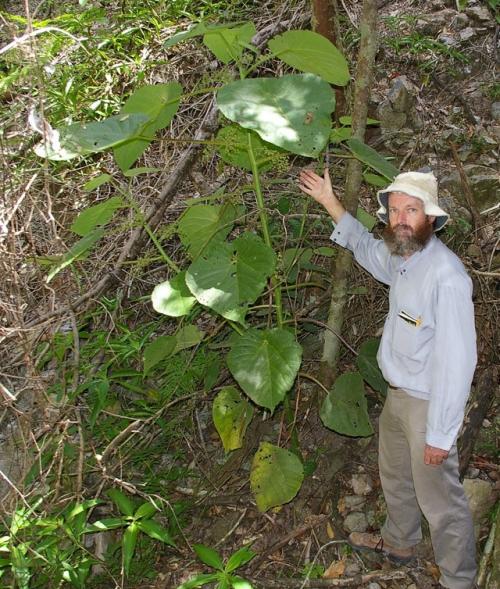 В том случае, если вы думали, что самое опасное в австралийских джунглях - это крокодилы или ядовитые пауки, познакомьтесь с гимпи - гимпи.  
