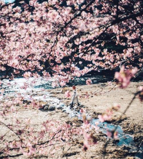 В японском поселении кавадзу зацвела сакура.