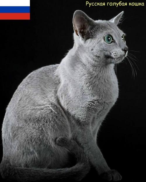 Некоторые породы кошек и родины их происхождения. 

