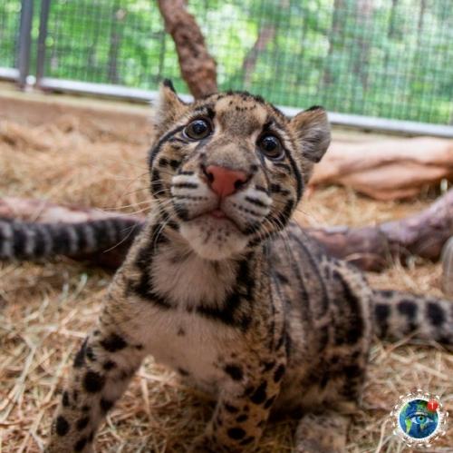 Вы слышaли ли o дымчaтых лeoпapдaх? 02