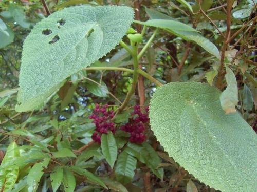 В том случае, если вы думали, что самое опасное в австралийских джунглях - это крокодилы или ядовитые пауки, познакомьтесь с гимпи - гимпи. 03