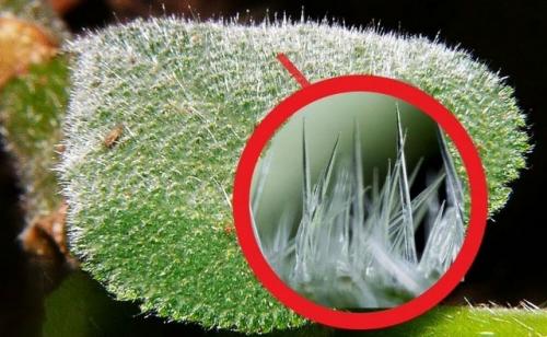 В том случае, если вы думали, что самое опасное в австралийских джунглях - это крокодилы или ядовитые пауки, познакомьтесь с гимпи - гимпи. 01