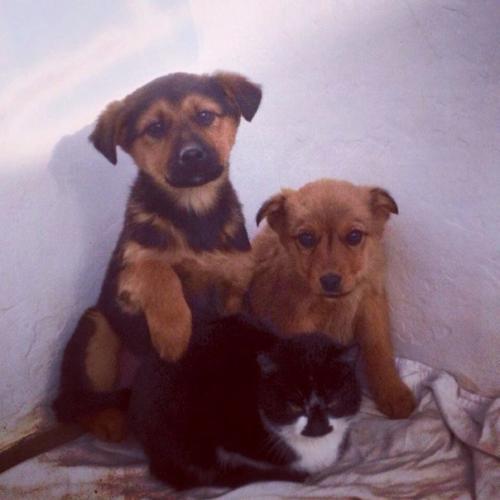 Отец - герой: кошка, подкармливающая шестерых щенков мышками, оказалась котом.