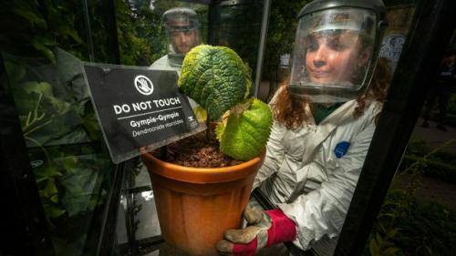 В том случае, если вы думали, что самое опасное в австралийских джунглях - это крокодилы или ядовитые пауки, познакомьтесь с гимпи - гимпи. 06