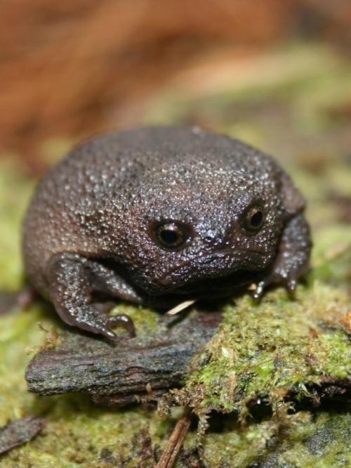 Это чёрная дождевая лягушка. 04