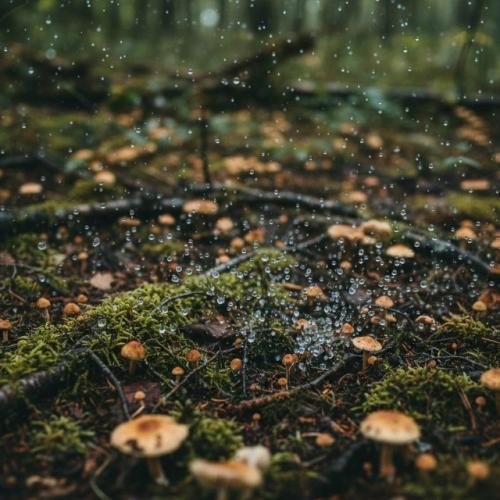 Обильные снегопады за зиму хорошо напитали почву влагой, а таяние снега сформировало серьёзный запас воды к началу сезона. 02