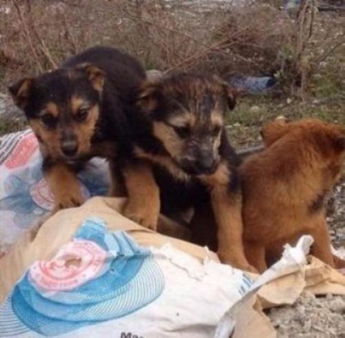 Отец - герой: кошка, подкармливающая шестерых щенков мышками, оказалась котом. 02