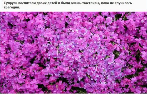 Любящий муж два года сажал цветы, чтобы его незрячая жена могла насладиться их ароматом. 02