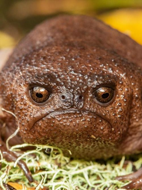 Это чёрная дождевая лягушка. 02