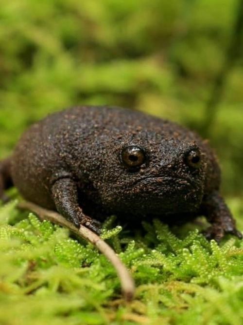 Это чёрная дождевая лягушка. 03