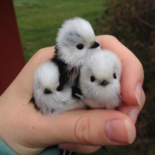 Ополовник: самая милая синица России. 03