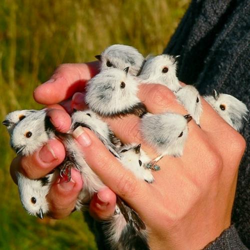 Ополовник: самая милая синица России.  