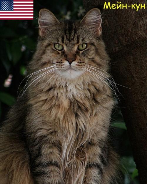 Некоторые породы кошек и родины их происхождения. 03 Некоторые породы кошек и родины их происхождения. 03