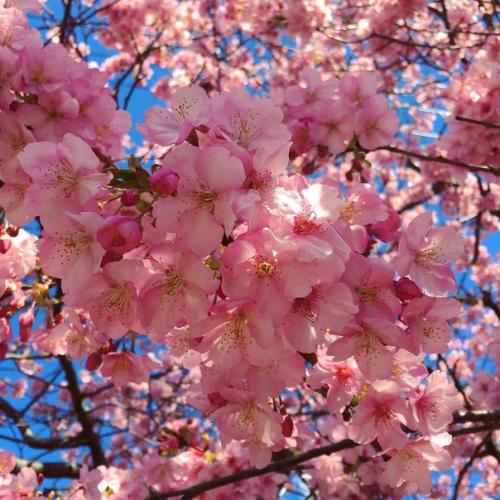 В японском поселении кавадзу зацвела сакура. 04