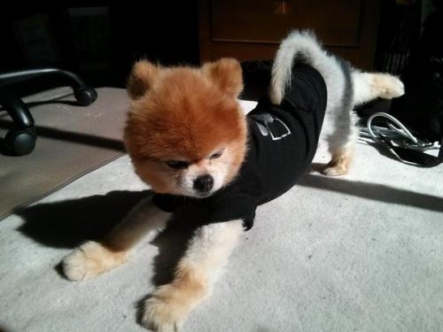 Животные - йоги.  Древняя духовная и физическая практика йоги придумана людьми и для людей. 01