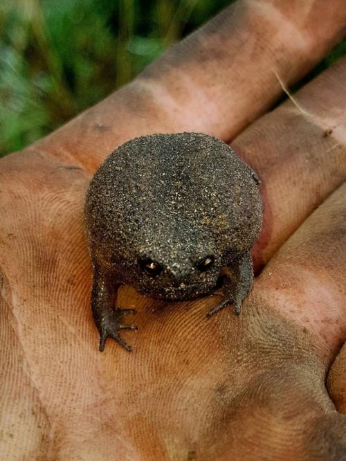 Это чёрная дождевая лягушка. 01
