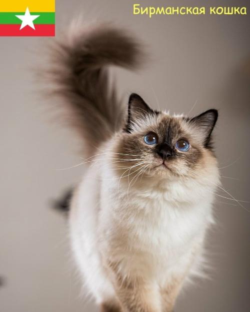 Некоторые породы кошек и родины их происхождения. 01 Некоторые породы кошек и родины их происхождения. 01