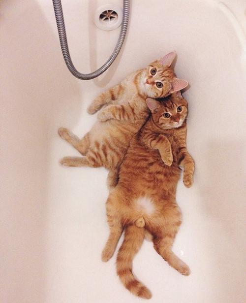 Эти два рыжих котёнка, найденных в парке, неразлучны с первого дня. 04