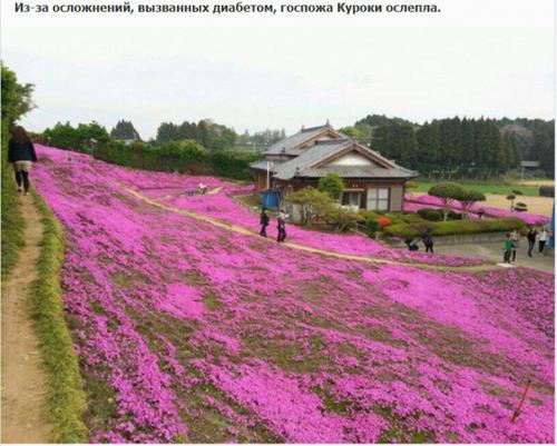 Любящий муж два года сажал цветы, чтобы его незрячая жена могла насладиться их ароматом. 03