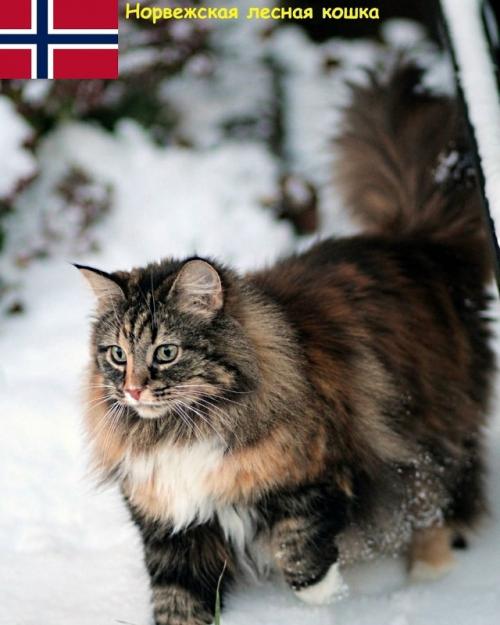 Некоторые породы кошек и родины их происхождения. 05 Некоторые породы кошек и родины их происхождения. 05