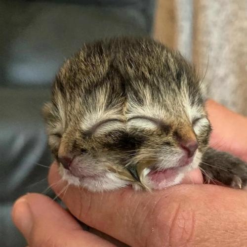 В американском городе эмити появился на свет необычный котёнок по кличке Булочка с Подливкой. 02