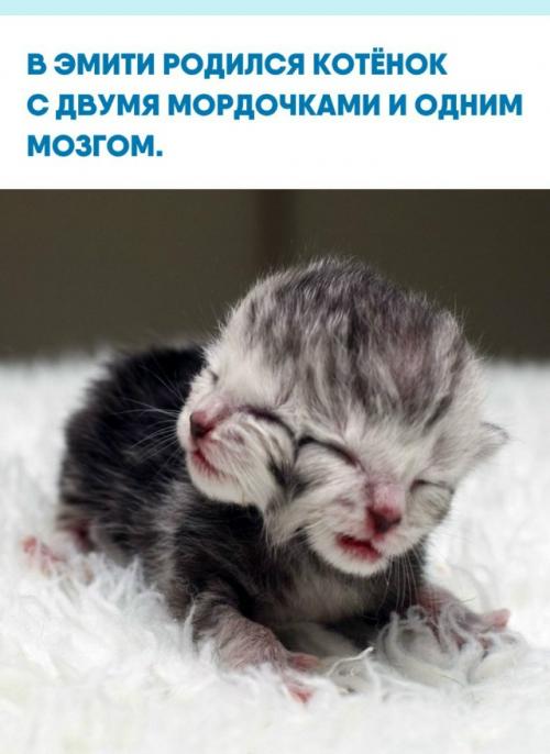 В американском городе эмити появился на свет необычный котёнок по кличке 