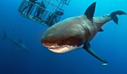 Как потрогать акулу. 05