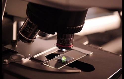 Китайские ученые в пробирке живые сперматозоиды вырастили.

