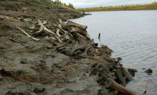 В 1970 году в Якутии обнаружили береговую линию, усыпанную тысячами останков древних гигантов. 01