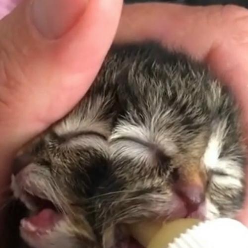 В американском городе эмити появился на свет необычный котёнок по кличке Булочка с Подливкой. 01