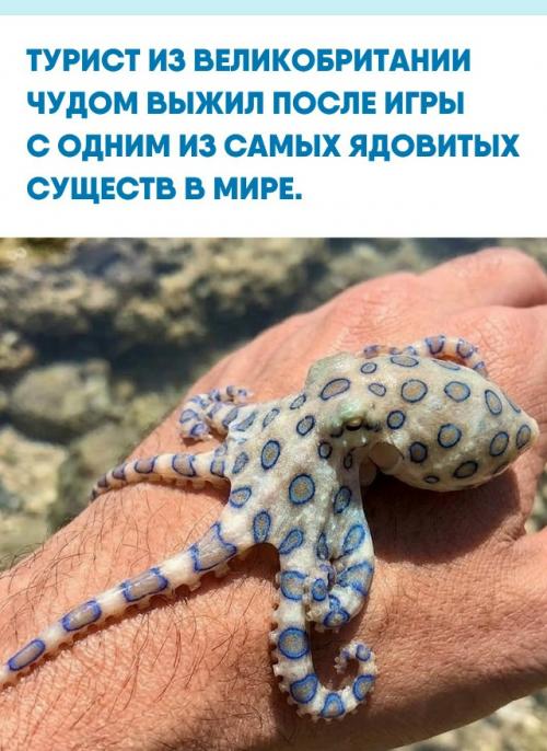 Мужчина нашел синекольчатого осьминога и решил заснять взаимодействие на камеру, чтобы похвастаться перед супругой.  