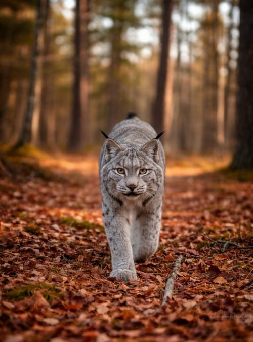 Этот лесной хищник весом до 17 кг приспособился к температурам до - 50 градусов. 02