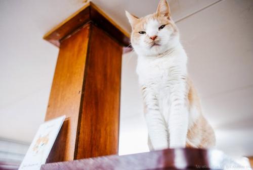 Амстердам: приют для кошек на барже. 05