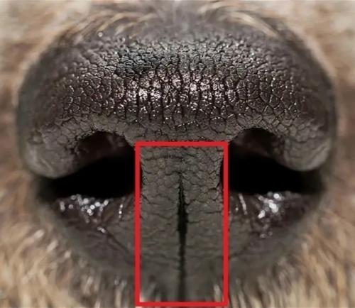 Инженерный шедевр природы.

