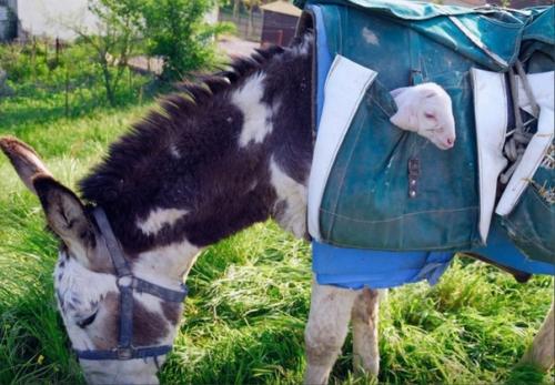 В Италии есть няньки - ослы, которых используют для перевозки новорожденных ягнят с гор во время сезонного выпаса скота. 02